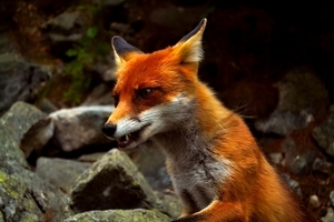 fox-2470929_960_720
