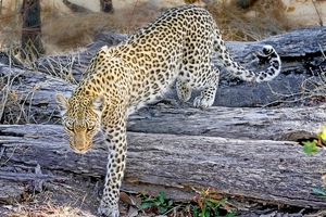 leopard-2923959_960_720