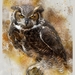 owl-2719178_960_720