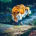 tiger-1955117_960_720
