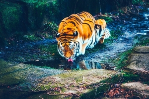 tiger-1955117_960_720