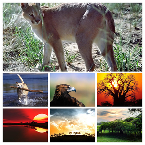 African_Lynx-COLLAGE