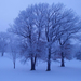 winter-achtergrond-met-bomen-en-een-pak-sneeuw