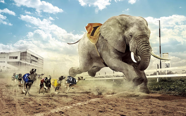 hd-grappige-achtergrond-met-een-rennende-olifant-wallpaper
