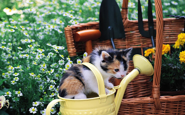 hd-katten-achtergrond-met-een-jong-katje-in-een-bloemengieter-hd-