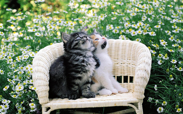hd-katten-wallpaper-met-twee-katten-op-een-stoel-met-bloemen-op-d