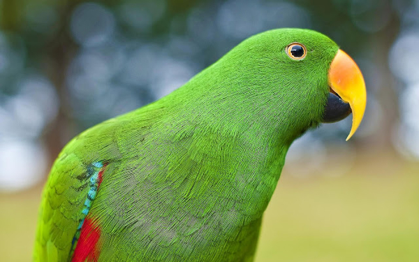 hd-vogel-wallpaper-met-een-groene-papegaai-hd-papegaaien-achtergr