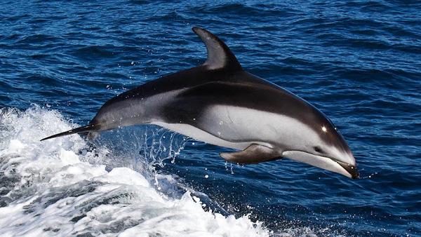 hd-dolfijn-achtergrond-met-een-springende-dolfijn-wallpaper-foto