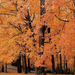hd-herfst-achtergrond-met-bomen-vol-met-oranje-herfstbladeren-wal