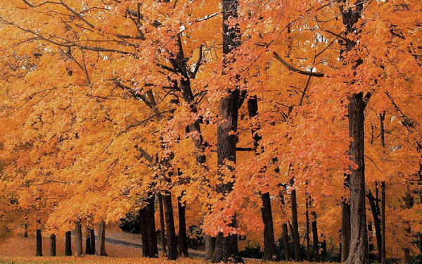 hd-herfst-achtergrond-met-bomen-vol-met-oranje-herfstbladeren-wal