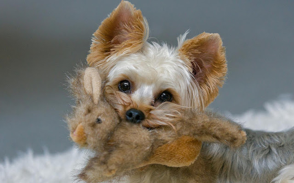 hd-honden-achtergrond-met-een-hond-met-een-bruine-teddybeer-in-zi