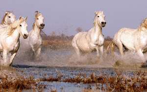 hd-paarden-wallpaper-met-hard-rennende-paarden-door-het-water-hd-