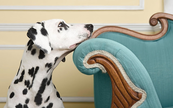 hd-honden-achtergrond-met-een-mooie-dalmatier-hd-hond-wallpaper-f