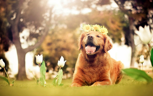 hd-honden-wallpaper-met-een-hond-met-bloemen-op-zijn-kop-hd-hond-
