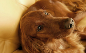hd-honden-wallpaper-met-een-portretfoto-van-een-mooie-bruine-hond