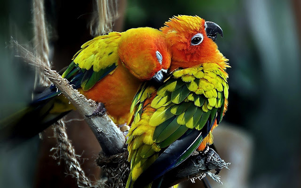 hd-papegaaien-achtergrond-met-twee-papegaaien-aan-het-knuffelen-h