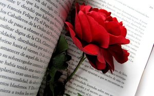 hd-wallpaper-met-een-rode-roos-tussen-een-boek-hd-bloemen-achterg