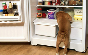 hd-grappige-honden-achtergrond-met-een-hond-in-de-koelkast-hd-hon