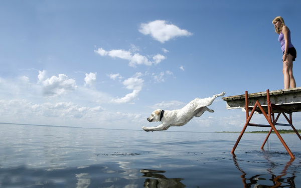 hd-honden-achtergrond-met-een-hond-springt-in-het-water-hd-honden