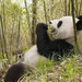 hd-pandabeer-achtergrond-met-een-pandabeer-die-eet-en-zit-tussen-