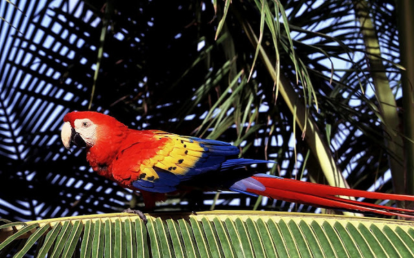hd-papegaai-achtergrond-met-een-mooie-gekleurde-papegaai-op-een-t
