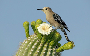 hd-vogel-wallpaper-met-een-vogel-op-een-cactus-hd-vogels-achtergr