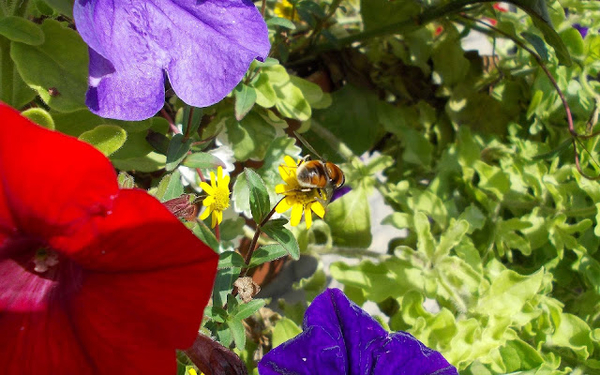 hd-bijen-achtergrond-met-een-bij-op-een-gele-bloem-hd-bloemen-wal