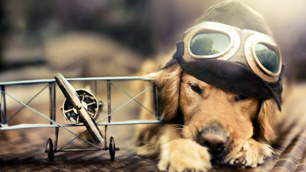 hd-honden-achtergrond-met-een-hond-met-een-vliegtuig-pet-en-bril-