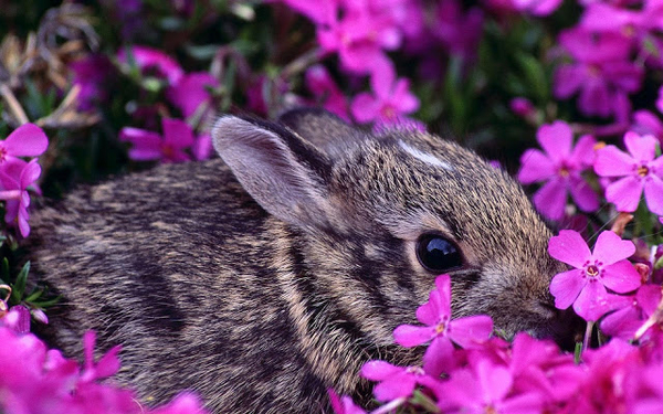 hd-konijnen-achtergrond-met-een-konijn-tussen-de-roze-bloemen-wal
