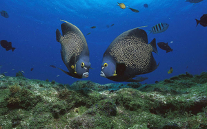 hd-vissen-achtergrond-met-twee-grote-tropische-vissen-in-helder-b