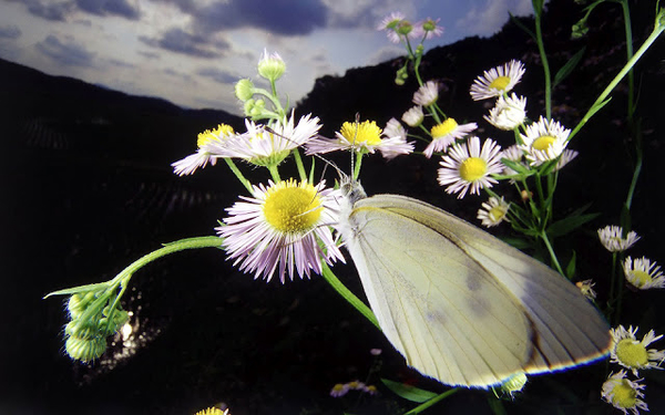 hd-vlinder-wallpaper-met-een-witte-vlinder-op-witte-bloem-en-zwar