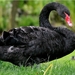 black-swan-852x480