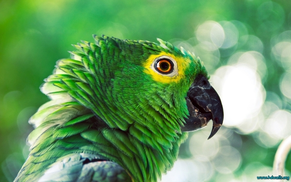 green-parrot-1280x800