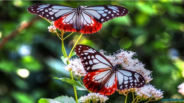 two-butterflies-852x480