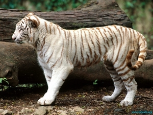 white-bengal-tiger-1024x768