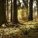 forest-2888604_960_720
