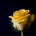 rose-bloom-320842_960_720