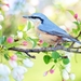 spring-bird-2295431_960_720