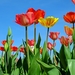 tulips-2189860_960_720