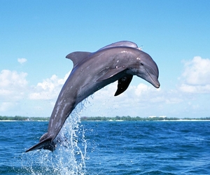 amazing-animals-dolphins-wallpaper