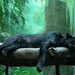 Amazing-Black-Tiger-Animals-Pictures-Gallery