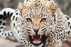 Amazing-Cheetah-Animals-485x728