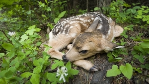 Amazing-Deer-Animals-HD-Wallpaper