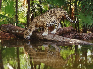 Amazing-tiger-leopard-animals-wallpapers
