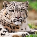 animal-wallpapers-amazing-snow-leopard-wallpaper-wallpapers