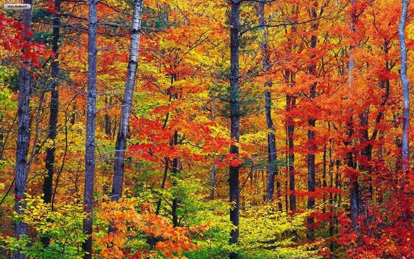 Colorful-autumn-season-wallpapers