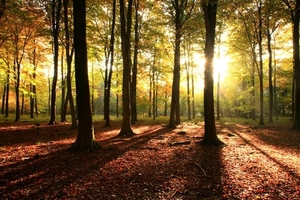 sunny-woodland