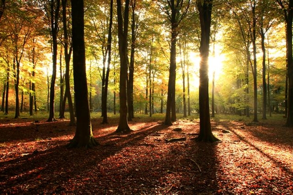 sunny-woodland