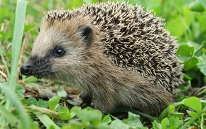 bilder-fon-ein-igel-im-gras