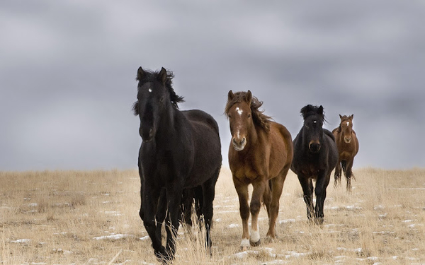 foto-von-pferde-in-einer-langen-reihe-hintereinander-im-winter-hd